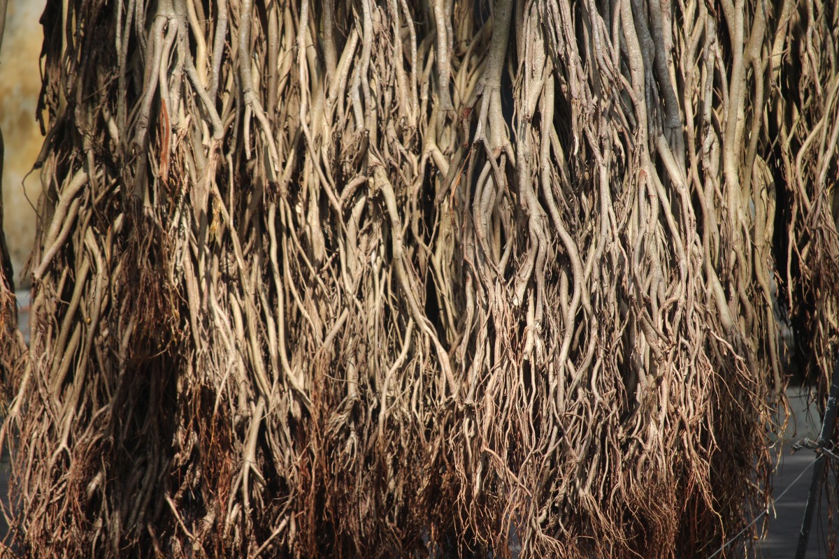 Ficus benghalensis L.